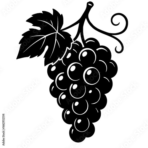 Grape Cluster on Vine Vector Graphic - Simple Drawing of Fruit for Food, Wine, and Agriculture