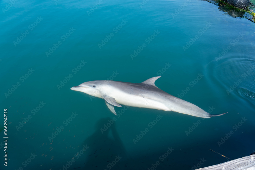 Fototapeta premium ドルフィンファームしまなみ