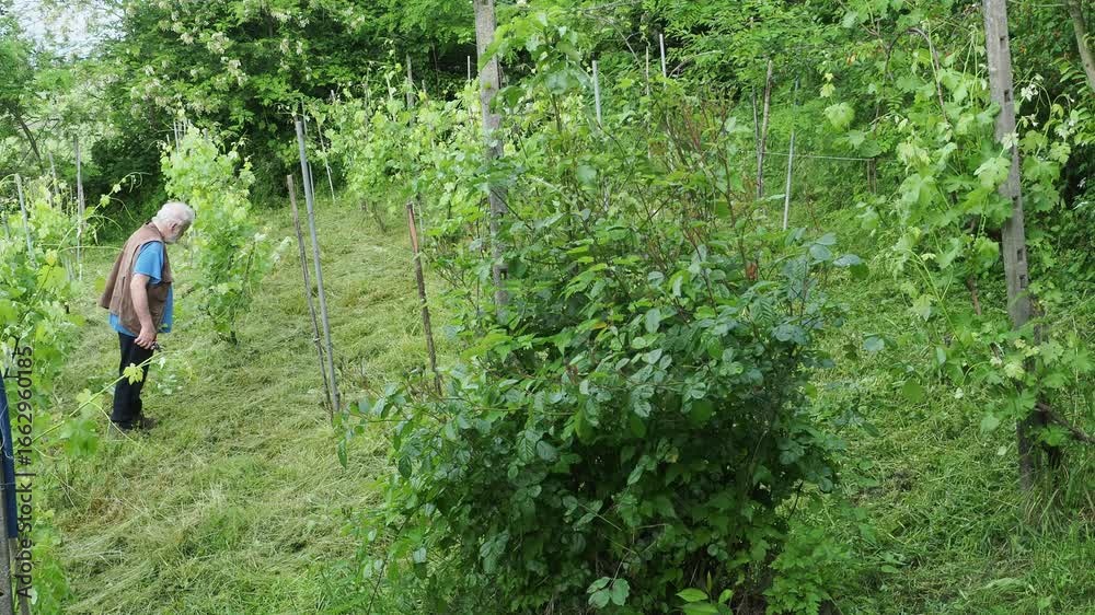 Experienced Italian farmer pruning young grapevines in verdant Tuscan landscape, reflecting traditional springtime agricultural methods Experienced Italian farmer pruning young grapevines in verdant Tuscan landscape, reflecting traditional springtime agricultural methods