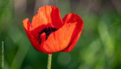 Red Poppy Flower Close-Up in Garden