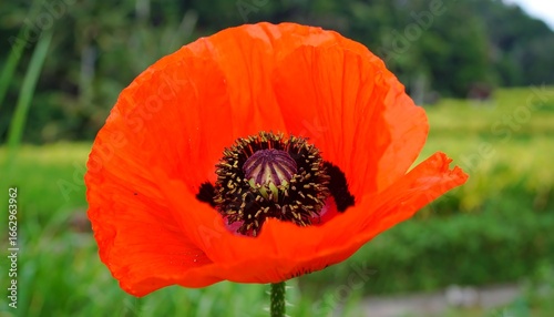 Red Poppy Flower Closeup, Rice Paddy Field