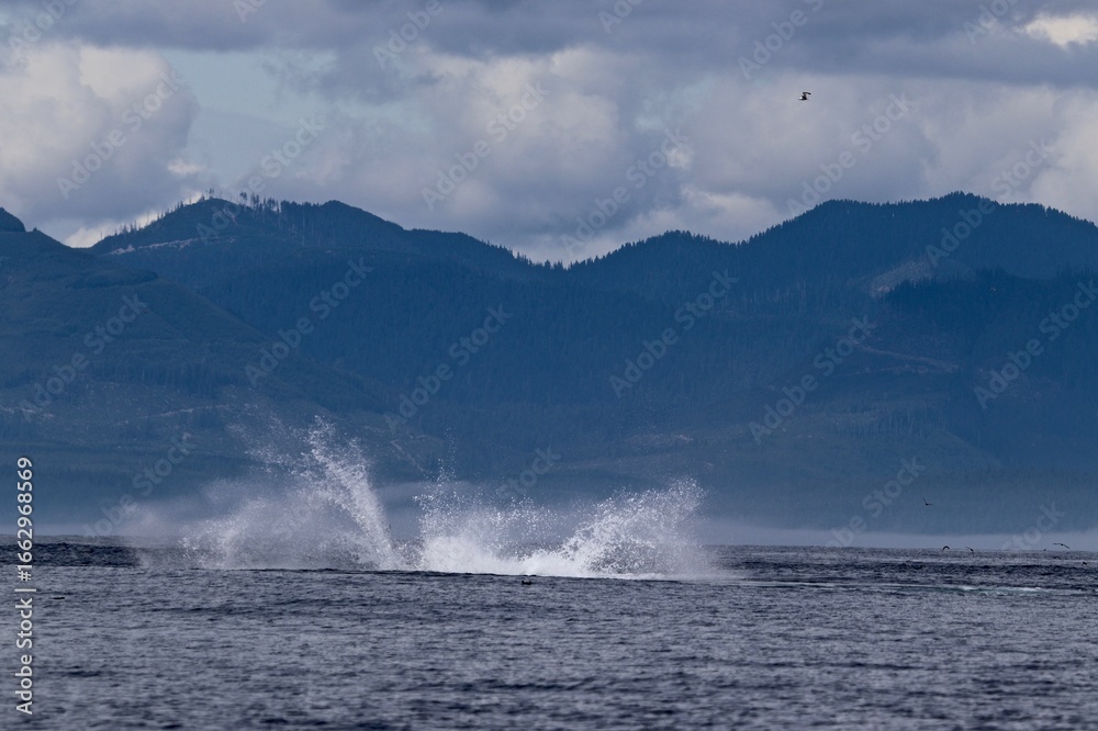 Naklejka premium splashing Humpback whale