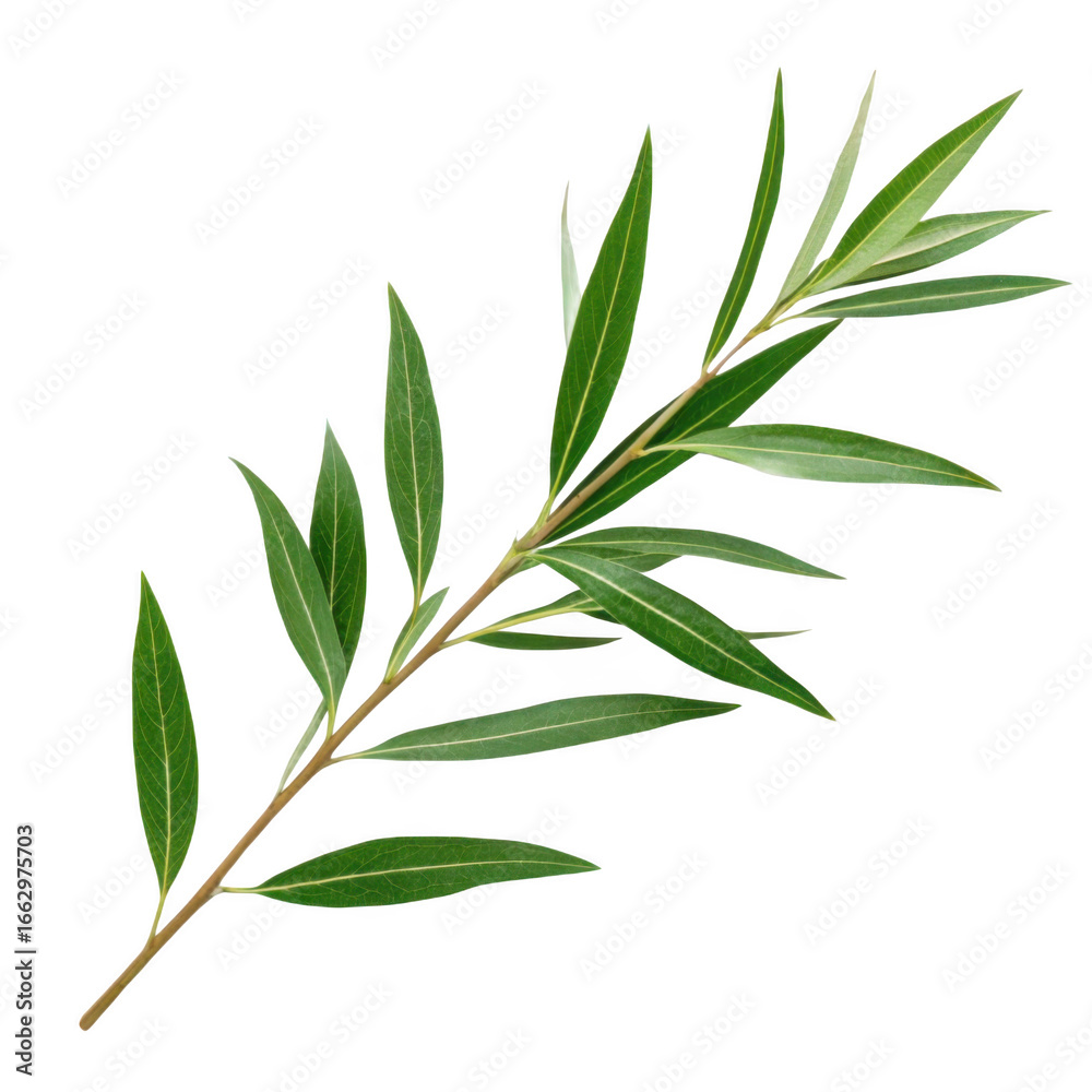 Fototapeta premium Green willow branch isolated on transparent background