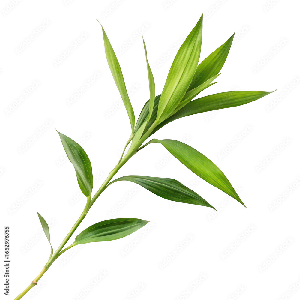 Fototapeta premium Green plant stem isolated on transparent background