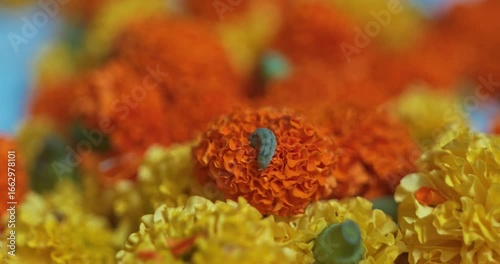 Wallpaper Mural Colorful caterpillar crawling on a vibrant marigold flower, showcasing the delicate details of nature Torontodigital.ca
