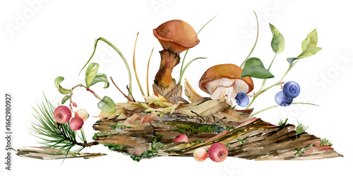 Suillus larch bolete slippery jack mushroom fungus, blackberry cranberry on bark with moss lichen growth, fallen autumn leaves twigs needles. Hand drawn watercolor Illustration. Autumn forest floor