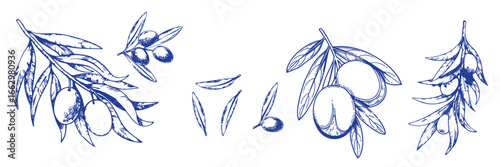 Vector set of hair care ingredients. Organic hand drawn elements. Farm market vegetables. Olive branch. Use for cosmetic package, shop, store, products, spa salon, wellnes program, skin.