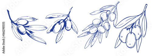 Vector set of hair care ingredients. Organic hand drawn elements. Farm market vegetables. Olive branch. Use for cosmetic package, shop, store, products, spa salon, wellnes program, skin.