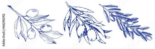 Vector set of hair care ingredients. Organic hand drawn elements. Farm market vegetables. Olive branch. Use for cosmetic package, shop, store, products, spa salon, wellnes program, skin.