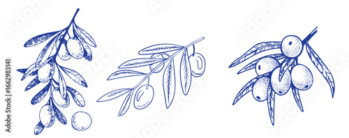 Vector set of hair care ingredients. Organic hand drawn elements. Farm market vegetables. Olive branch. Use for cosmetic package, shop, store, products, spa salon, wellnes program, skin.