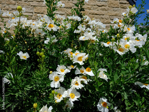 Closeup white California tree poppy flowers seen from above in garden