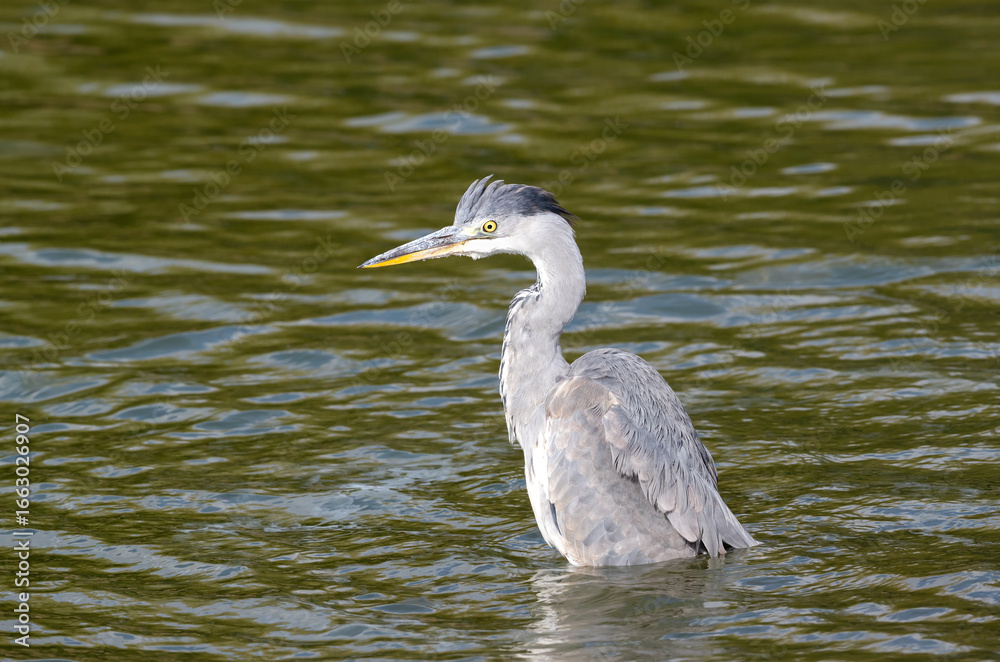 Naklejka premium Portrait of a grey heron standing in shallow water