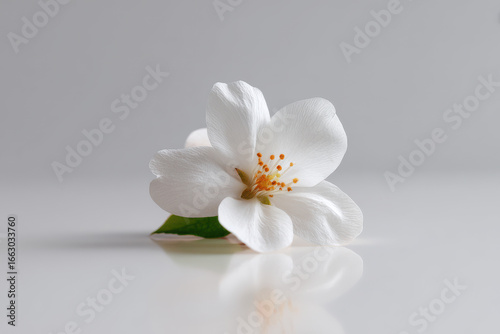 create photorealistic ultraminimalistic composition featuring single flower on clean background