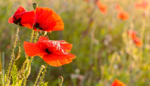 Vibrant Red Poppies in a Summer Field
