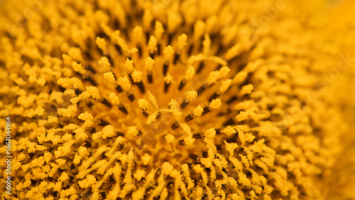 close up macro seamless wallpaper of heart or disk of yellow sunflower 