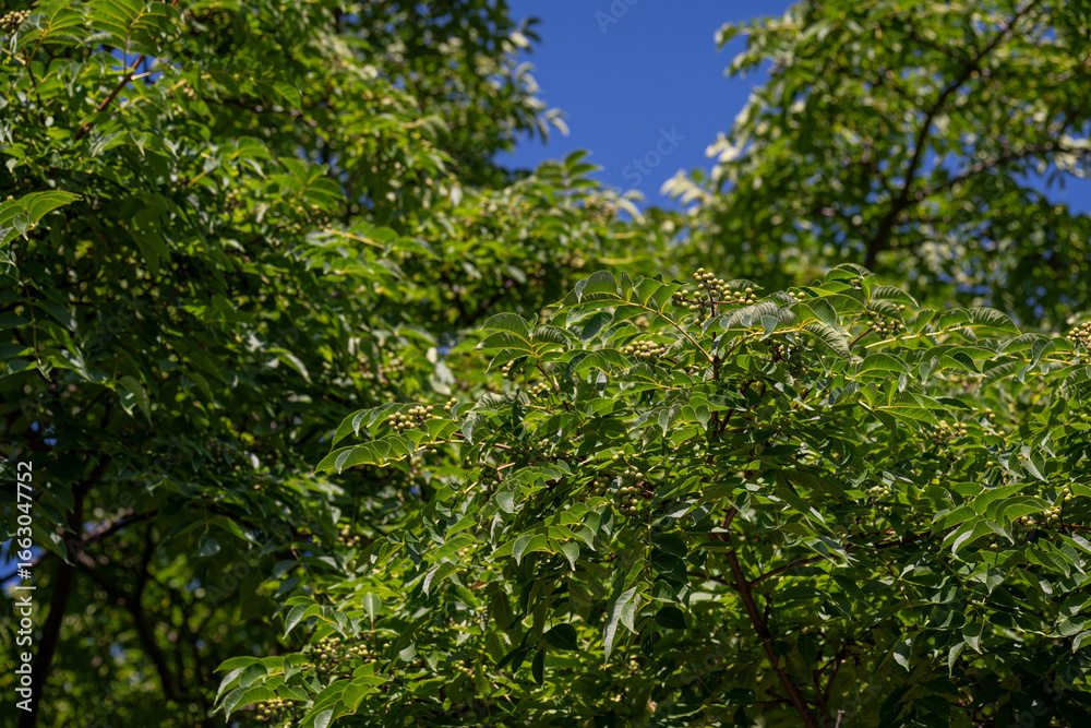 Fototapeta premium Green fruits with leaves of the Amur cork tree (Phellodendron amurense).