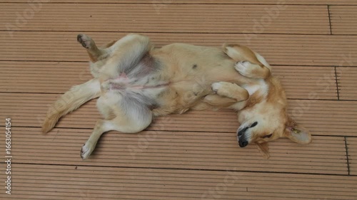 Relaxed stray dog lying on its back on wooden floor, playful pet enjoying rest outdoors, funny cute domestic animal behavior, carefree lifestyle and innocence of happy dog, concept of relaxation.