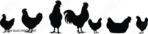 Black silhouettes of chickens and roosters, farm poultry vector set, hen and cock side view in various natural poses