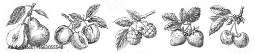 Vintage etched illustration set of garden fruits - pear, plum, raspberry, strawberry and cherry. Generative AI