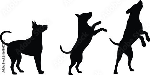 Silhouettes of Active Dogs in Various Poses, Standing and Jumping Pets, Animal Motion, Playful Behavior, Pet Training Concept