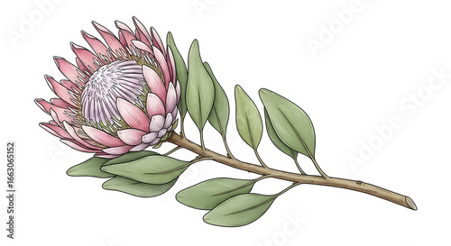Dry Protea watercolor illustration. Hand drawn sketch of Dried P