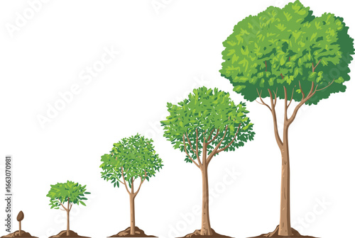 Vector illustration showing tree growth stages from small seedling to large mature tree, representing life cycle, ecology, nature, environment, biology, and sustainability