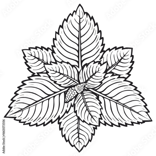 Monochromatic illustration of stylized mint leaves forming a star-like pattern