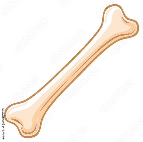Illustration of a long bone structure, anatomical representation, skeletal part isolated on white, medical graphic