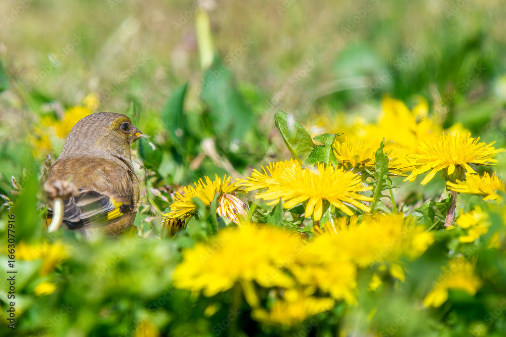 Obraz premium 地面を歩くカワラヒワ