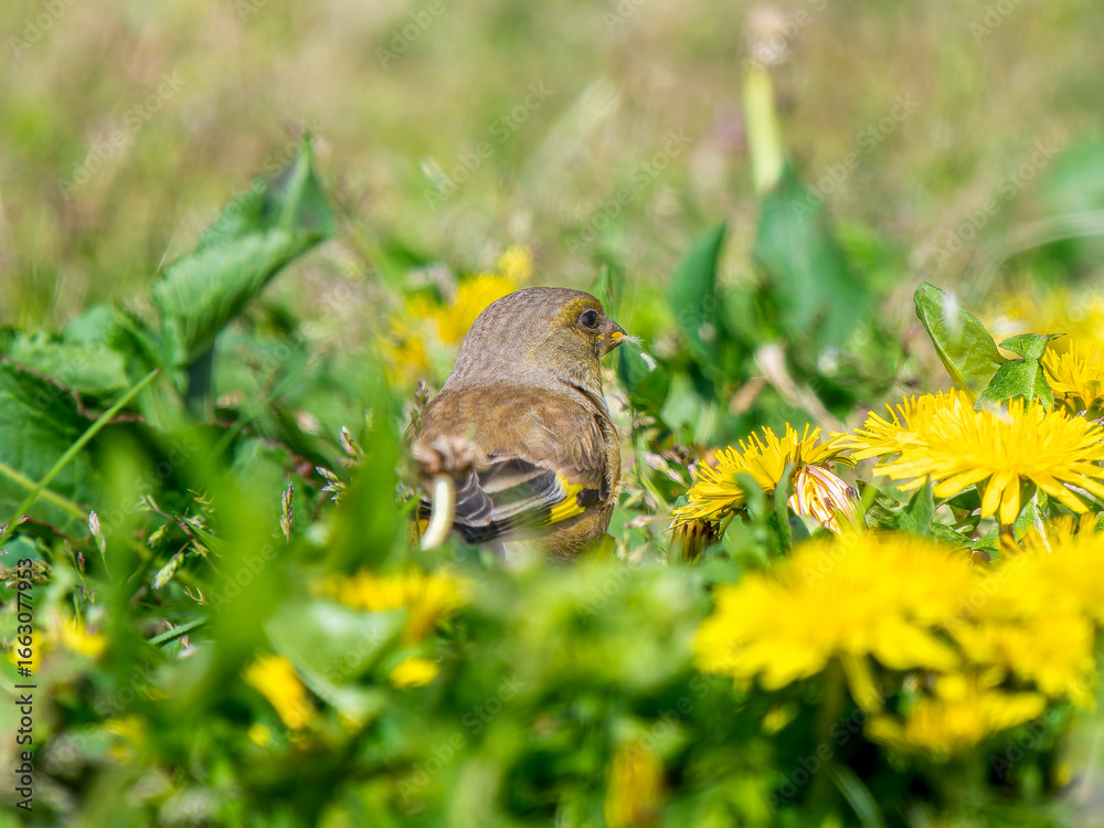 Obraz premium 地面を歩くカワラヒワ