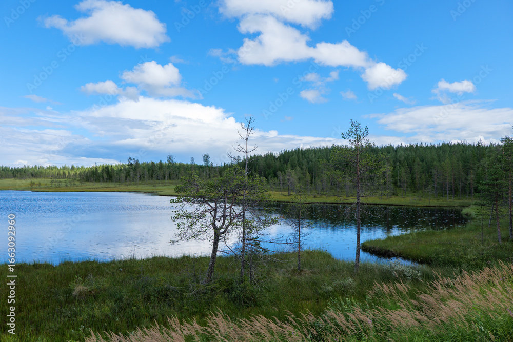 Obraz premium Forest landscape of Finland