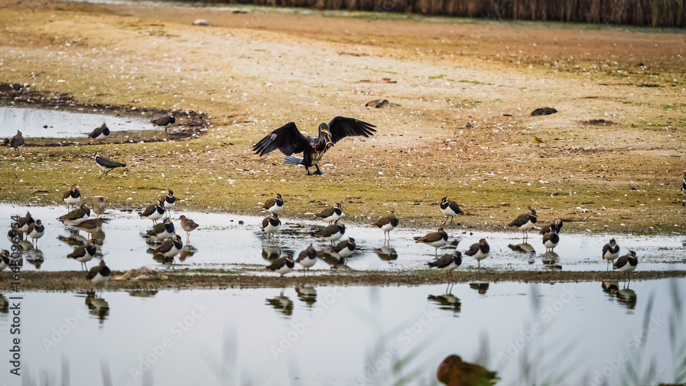 Obraz premium Cormorant wings outstretched eats eel at Cresswell Pond, the Nature Reserve in the Druridge Bay area of the Northumberland Coastline and is a shallow brackish lagoon popular with large number of birds