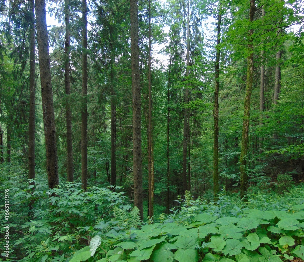 Fototapeta premium A lush green forest with tall trees, dense foliage, and vibrant undergrowth. Sunlight filters through the canopy, creating a serene and peaceful natural atmosphere