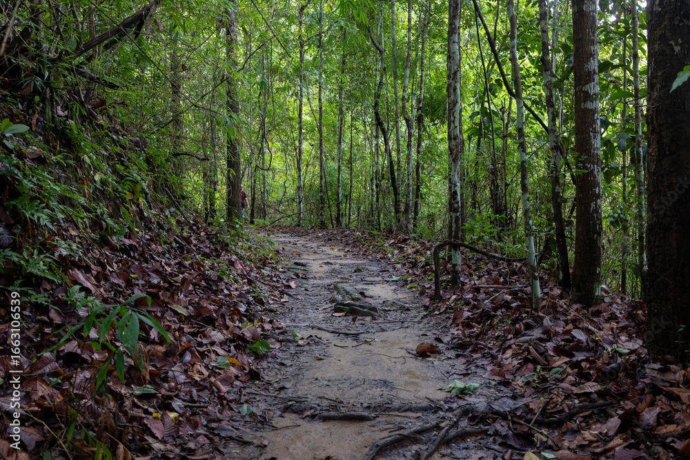 Obraz premium Serene Forest Trail, Beautifully Surrounded by Lush Greenery.