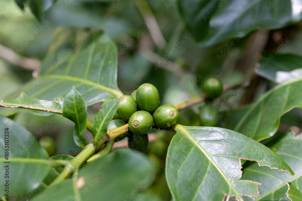 Fototapeta premium Green coffee berries are growing on a coffee plant.