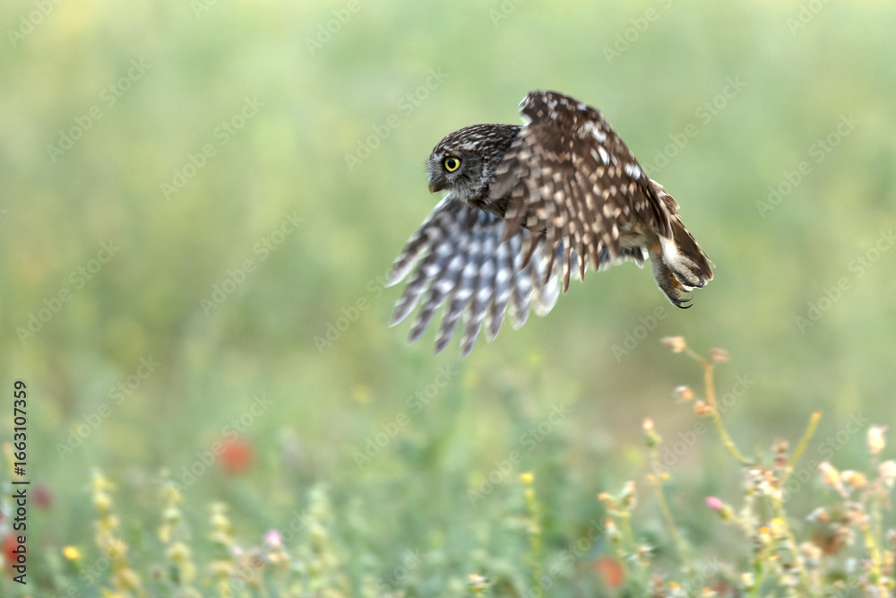 Fototapeta premium Little owl in its breeding territory in an olive grove within a Mediterranean forest with the first light of sunrise