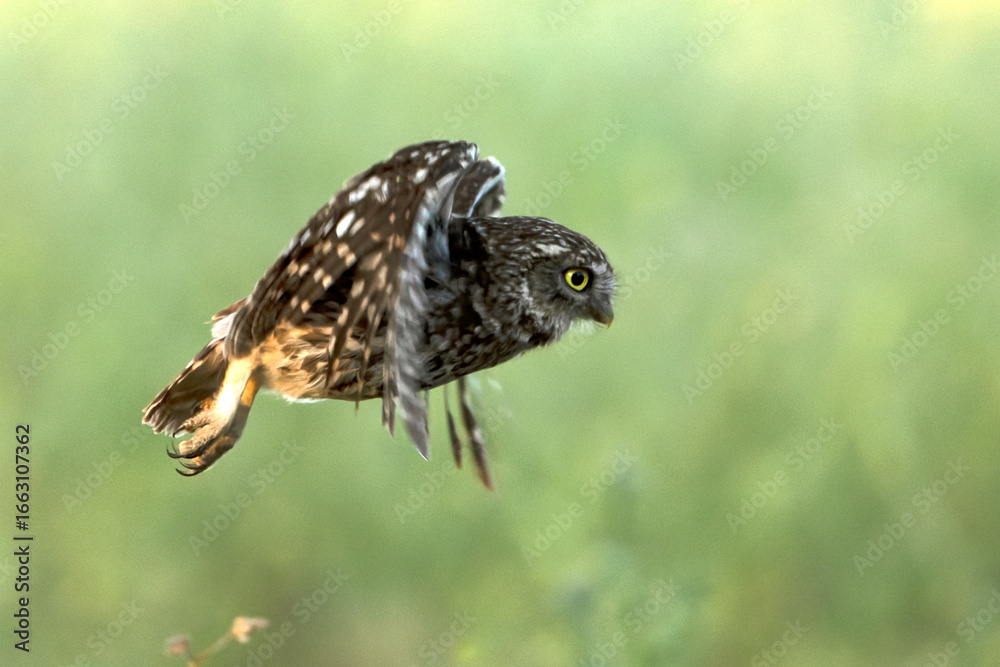 Fototapeta premium Little owl in its breeding territory in an olive grove within a Mediterranean forest with the first light of sunrise