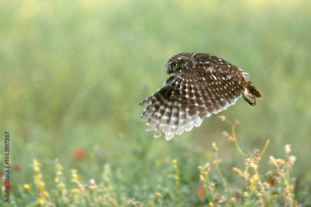 Fototapeta premium Little owl in its breeding territory in an olive grove within a Mediterranean forest with the first light of sunrise