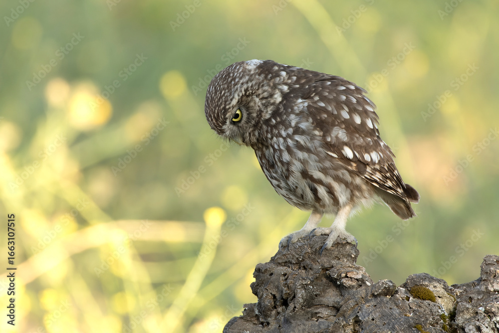 Obraz premium Male and female Little Owl exchanging an insect near the nest in the hollow of an olive tree at first light on a late spring day.