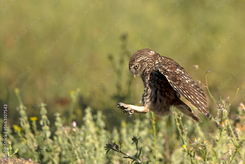 Fototapeta premium Little owl in its breeding territory in an olive grove within a Mediterranean forest with the first light of sunrise