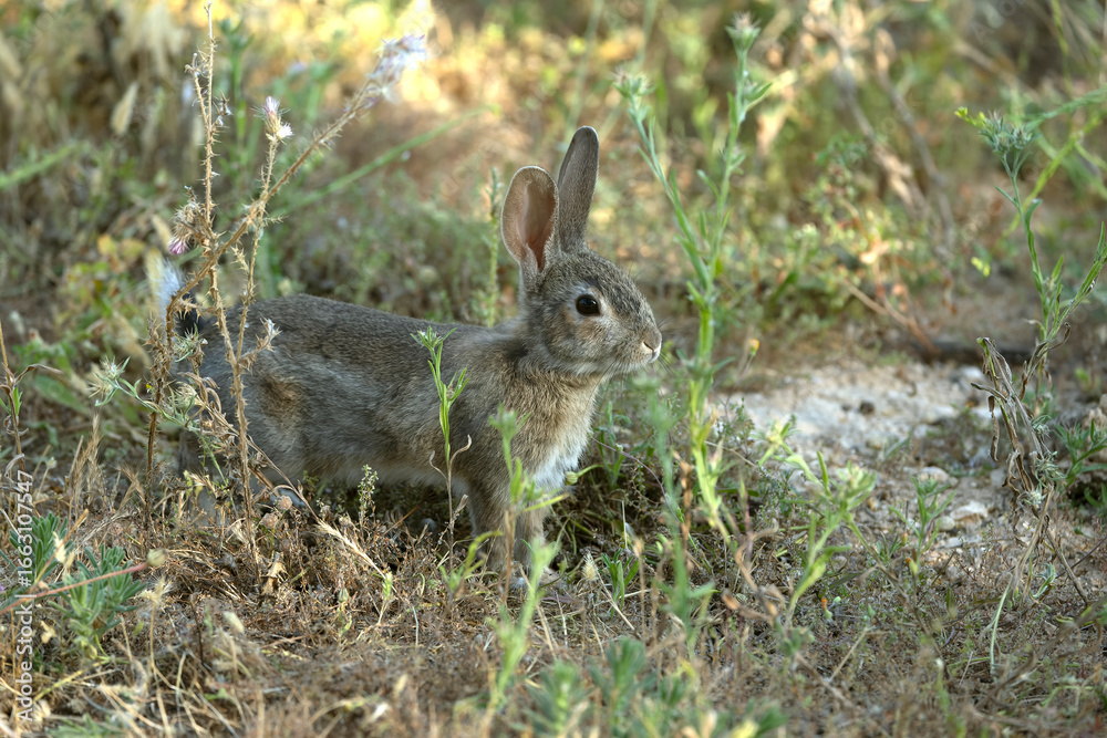 Fototapeta premium Rabbit in a Mediterranean forest of olive, oak and pine trees, at first light