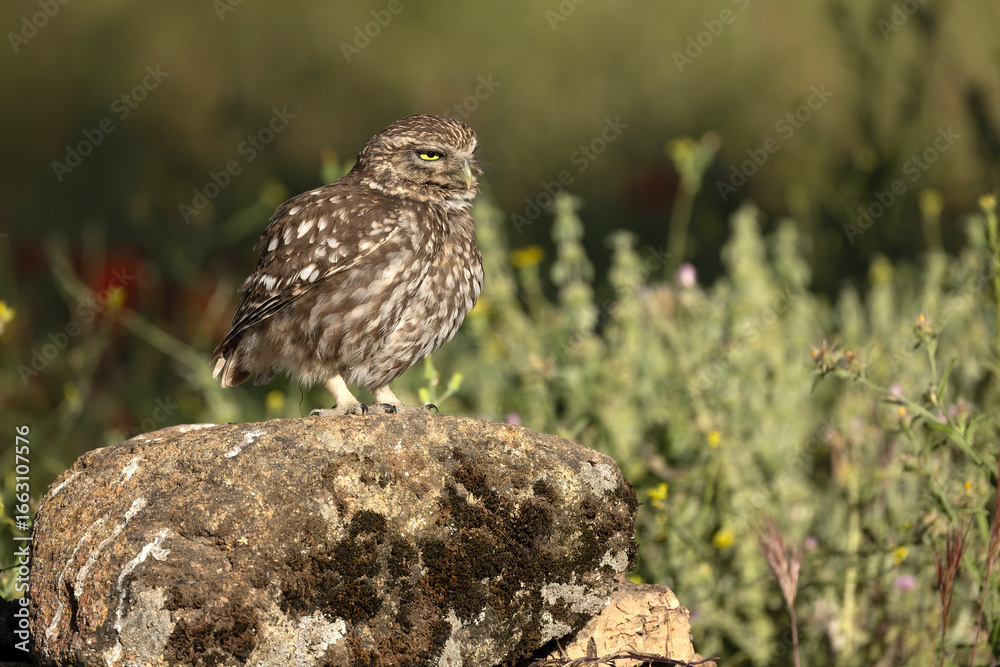 Fototapeta premium Little owl in its breeding territory within an olive grove and a Mediterranean forest with the first light of morning