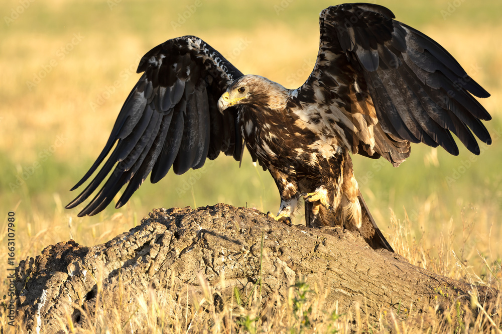 Fototapeta premium A 5-year-old male Spanish Imperial Eagle flying in a Mediterranean forest at first light on a late spring day.