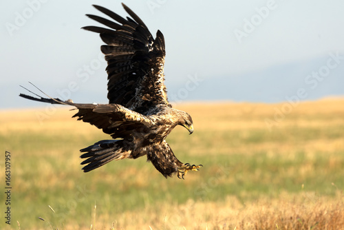 A 5-year-old male Spanish Imperial Eagle flying in a Mediterranean forest at first light on a late spring day.