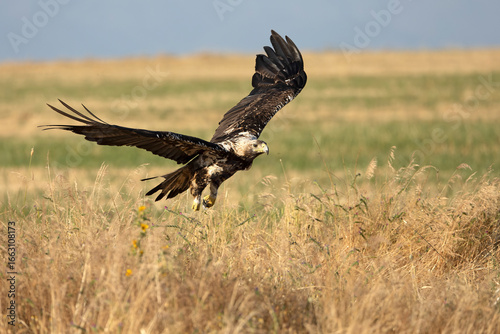 5-year-old female Spanish Imperial Eagle flying in her territory early on a sunny morning in late June