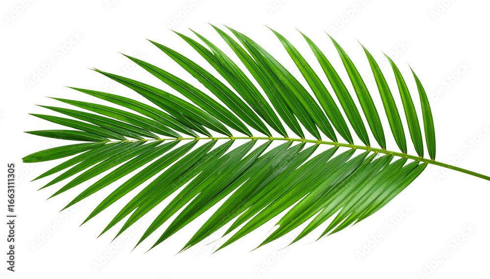 Fototapeta premium green palm leaf isolated.