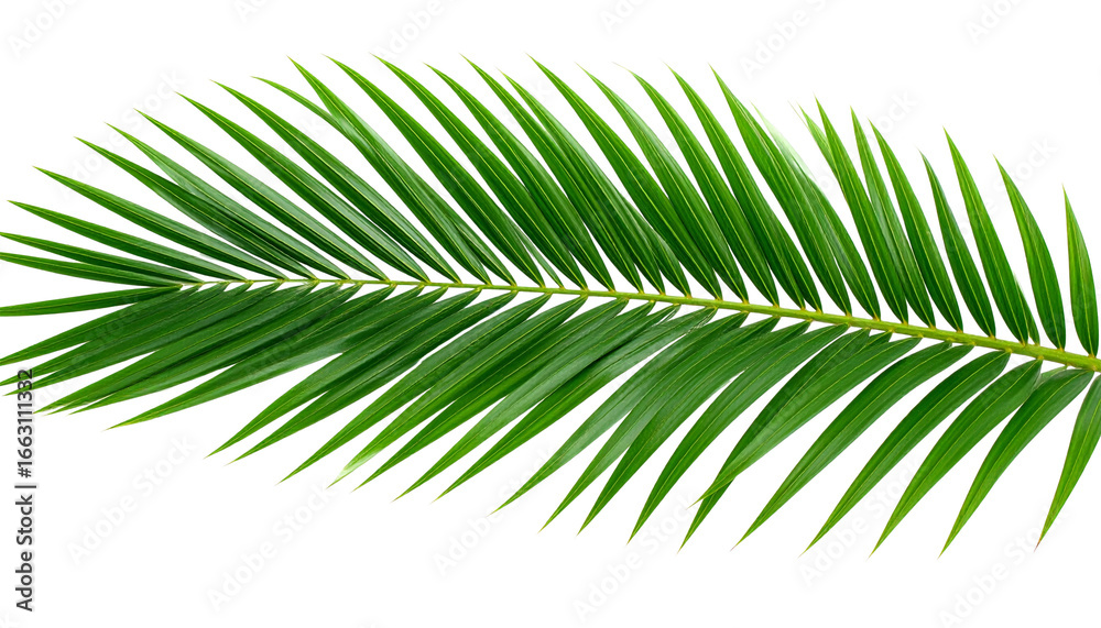 Obraz premium green palm leaf isolated