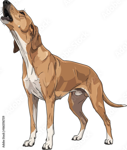 Banjara Hound dog howling pose vector illustration 