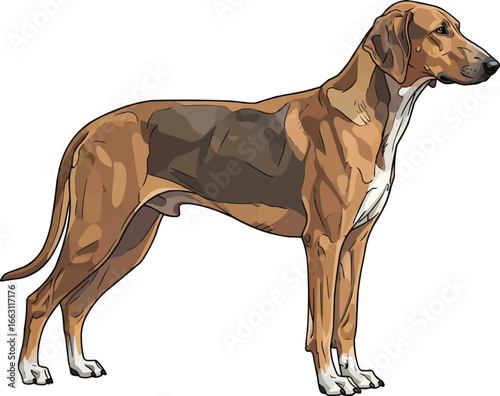 Banjara Hound dog standing side profile view vector illustration