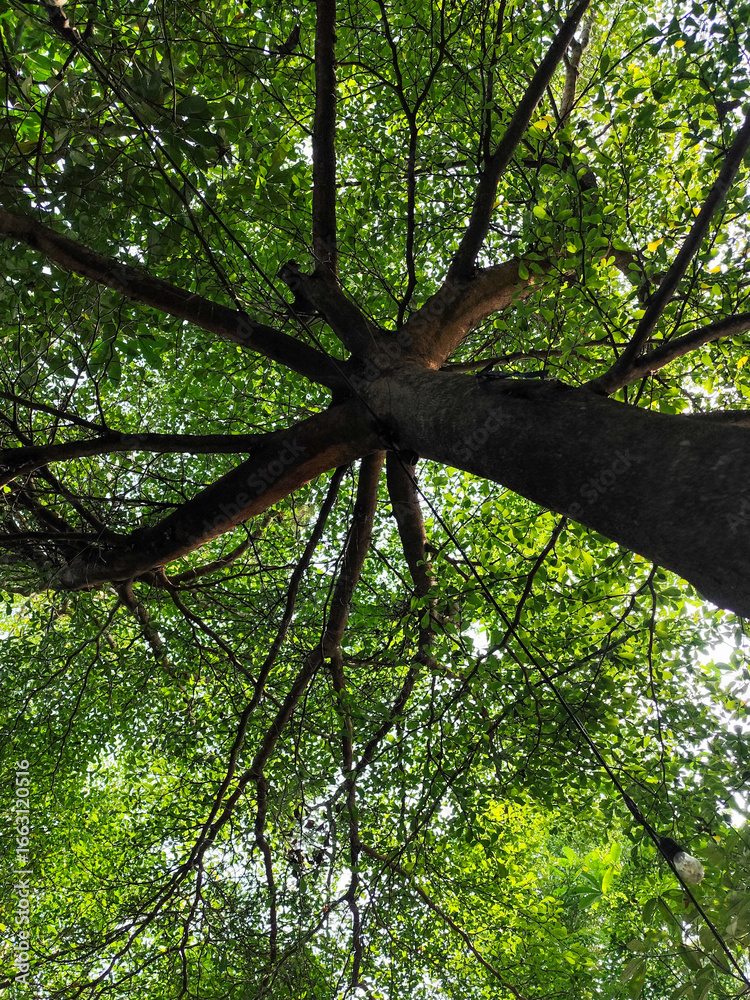 Naklejka premium Tree leaves are taken from under shady trees during the day.